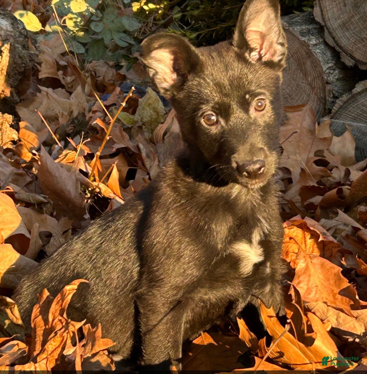 Belgian Malinois dogs Harley - Ad 38