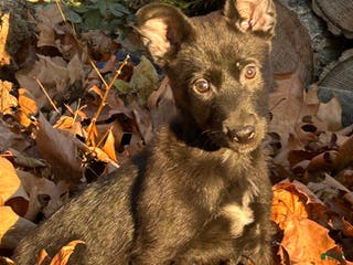 Belgian Malinois dogs Harley - Ad 42