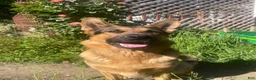 German Shepherd dogs for sale: Luke - Ad 5