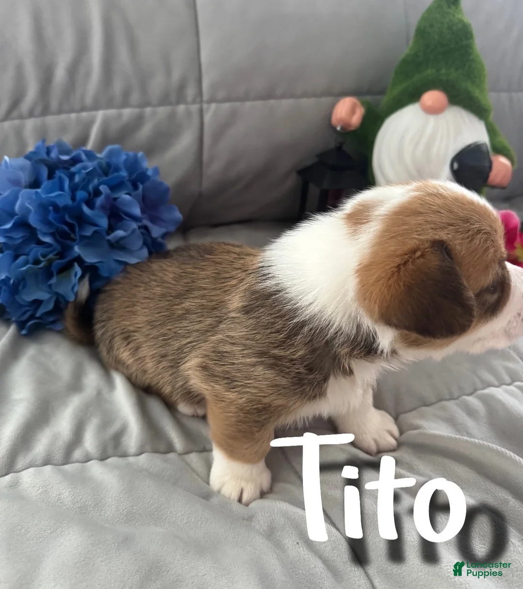 Welsh Corgi Pembroke dogs for sale: Tito - Ad 2