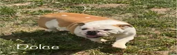 English Bulldog dogs for sale: Muffin - Ad 9
