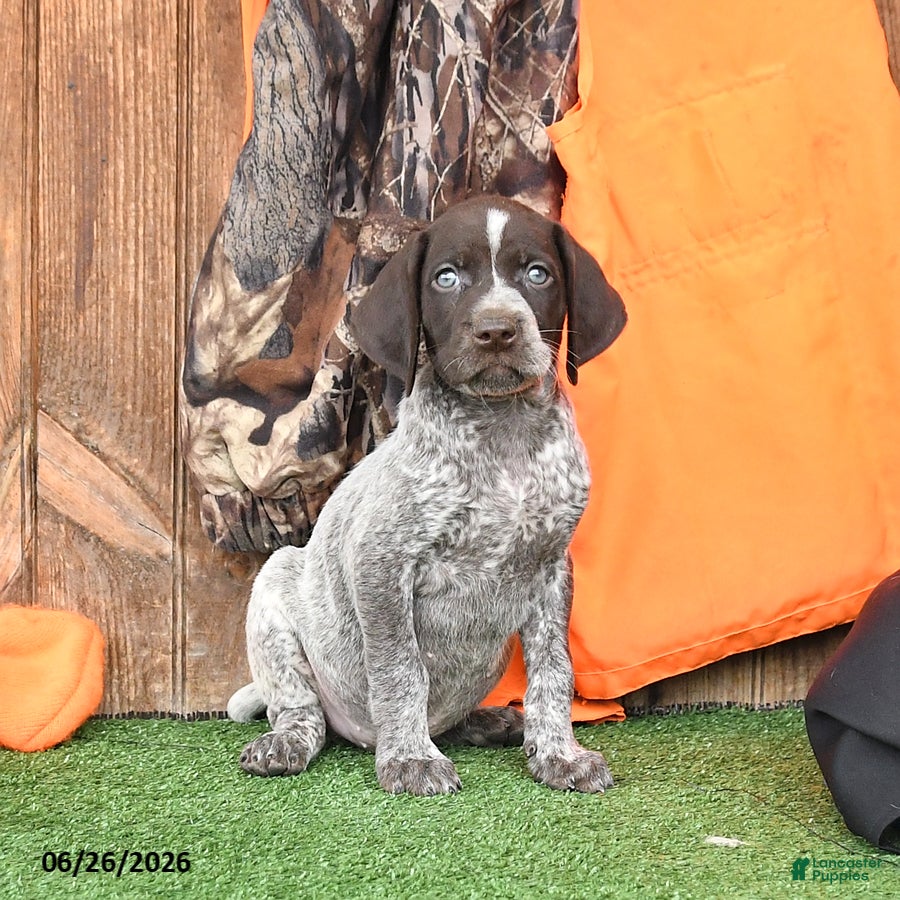 German Shorthaired Pointer dogs Shiloh - Ad 2