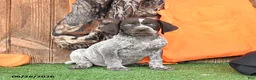 German Shorthaired Pointer dogs for sale: Shiloh - Ad 2