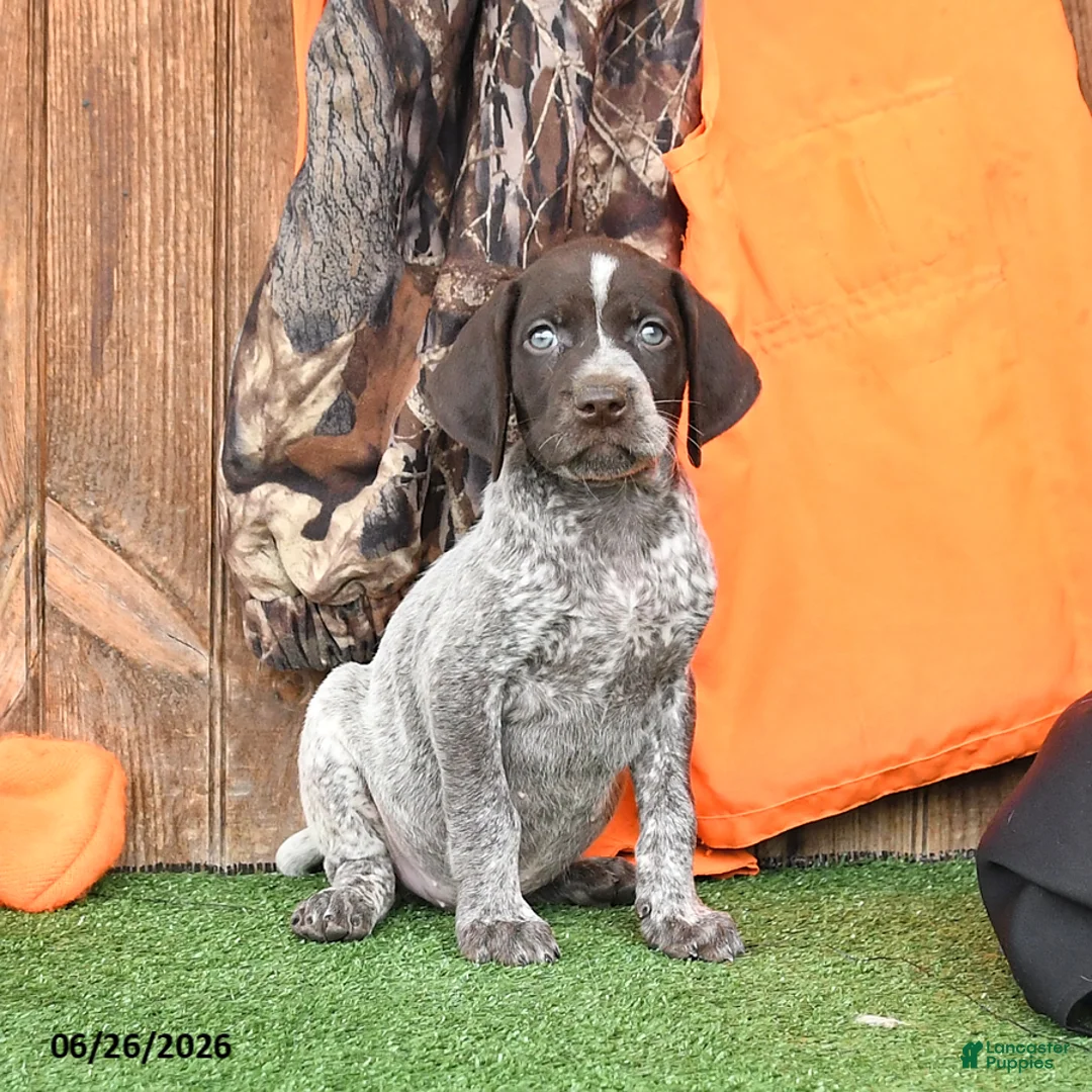 German Shorthaired Pointer dogs for sale: Shiloh - Ad 2