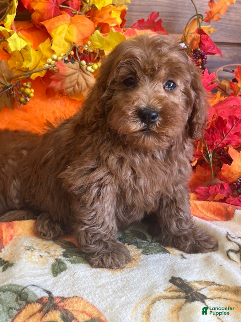 Mini Goldendoodle dogs Teddy - Ad 14