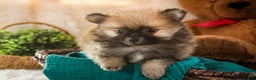 Pomeranian dogs for sale: Bingley - Ad 3
