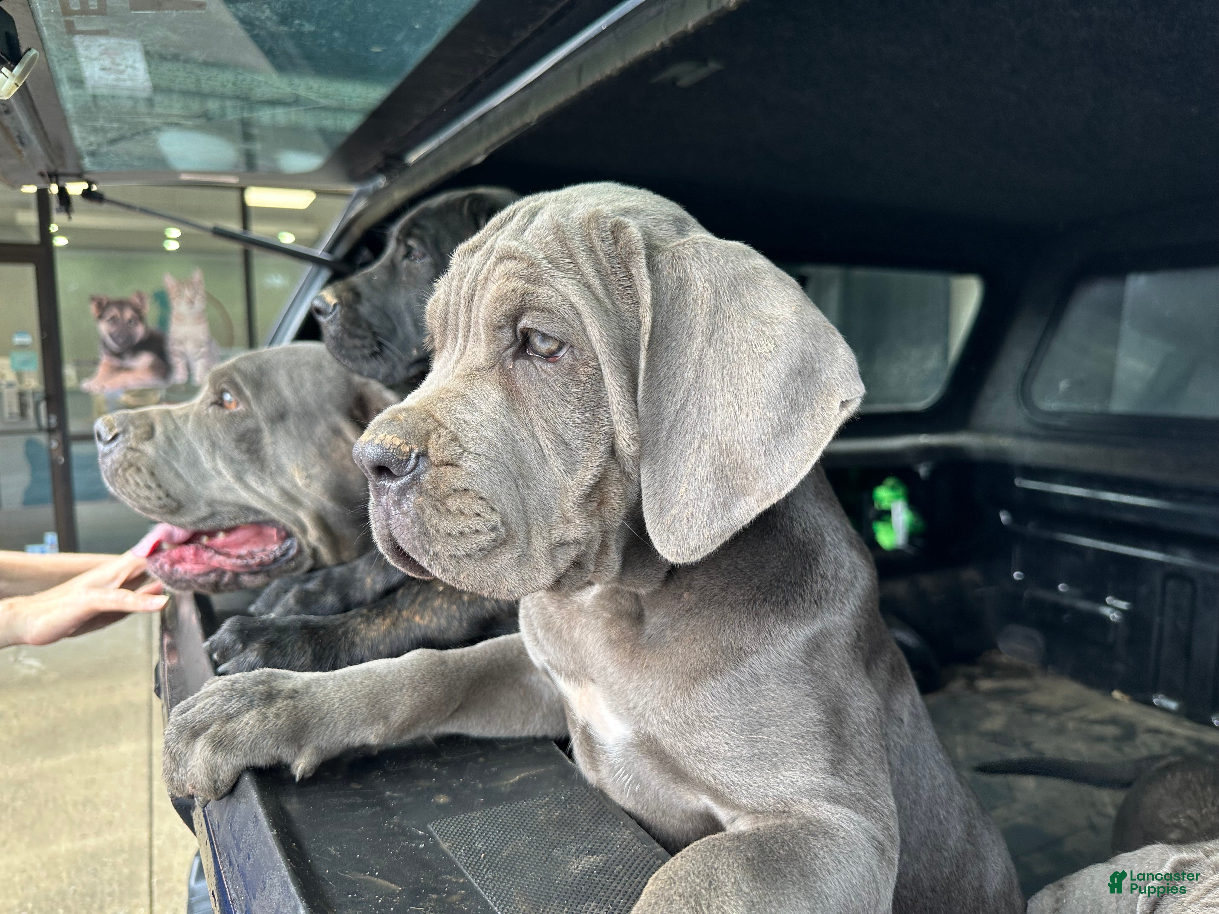 Cane Corso dogs Cane Corso 2 - Ad 27