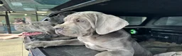 Cane Corso dogs for sale: Cane Corso 2 - Ad 1
