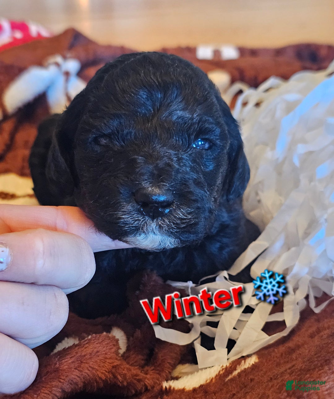 Goldendoodle dogs for sale: Winter - Ad 2