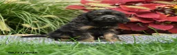 Cavapoo dogs for sale: Winston - Ad 3