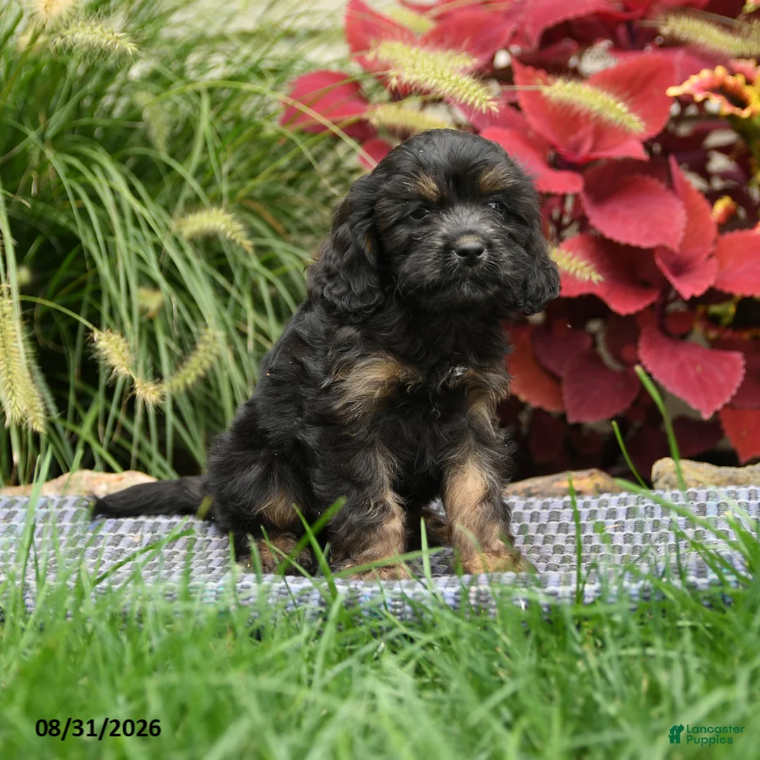 Cavapoo dogs for sale: Winston - Ad 3