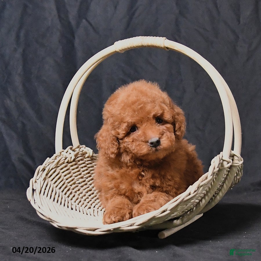 Toy Poodle dogs Zane - Ad 2