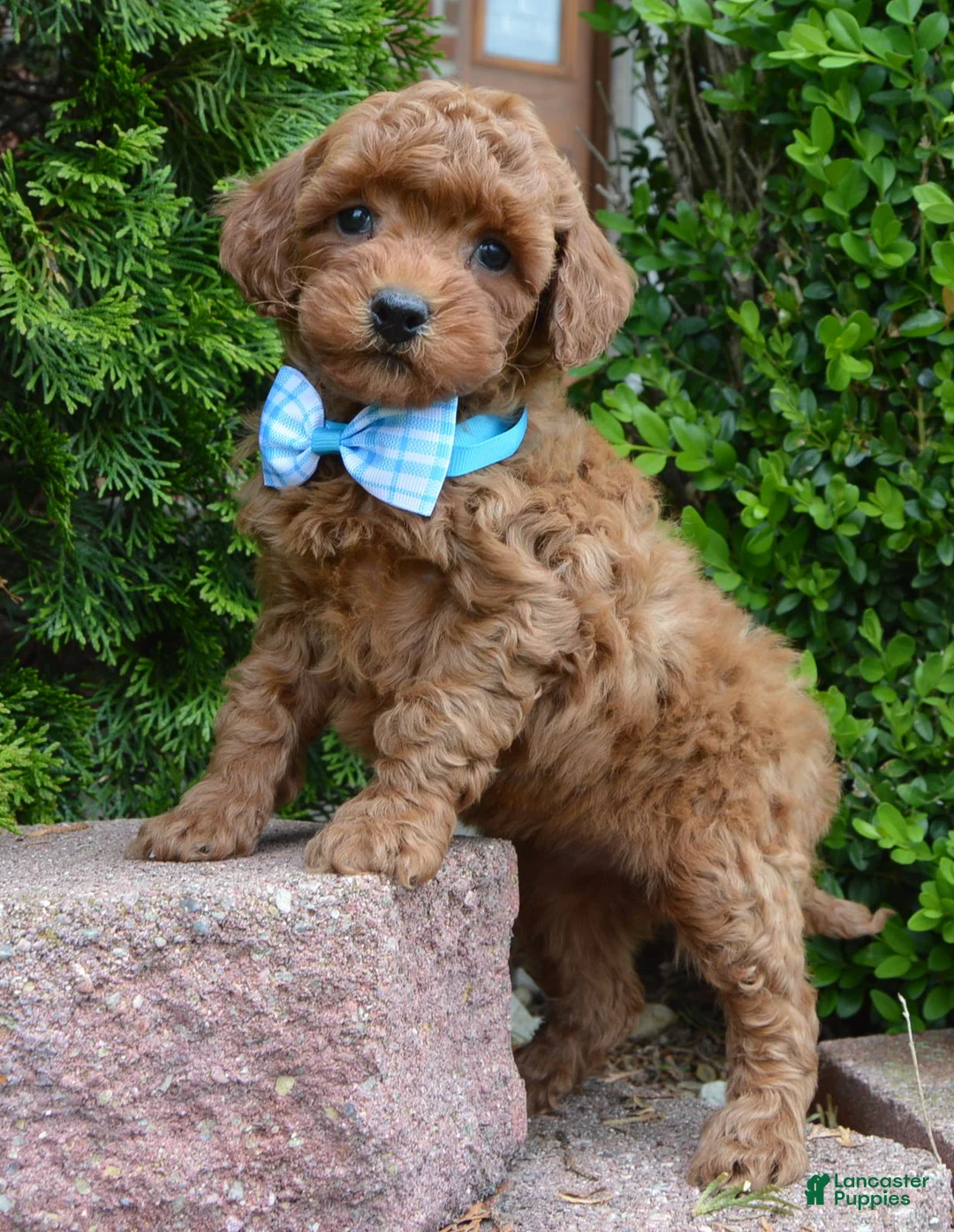 Mini Goldendoodle dogs for sale: Mini Gigi - Ad 1