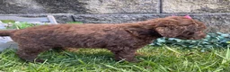 Standard Poodle dogs for sale: Tasha- genetic clear - Ad 3
