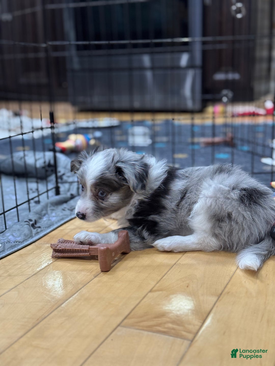 Mixed Breed dogs for sale: Jasper - Ad 4