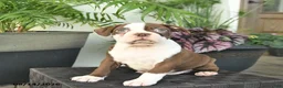 Boston Terrier dogs for sale: Ryder  - Ad 4