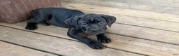Cane Corso dogs for sale: Bubblegum - Ad 4