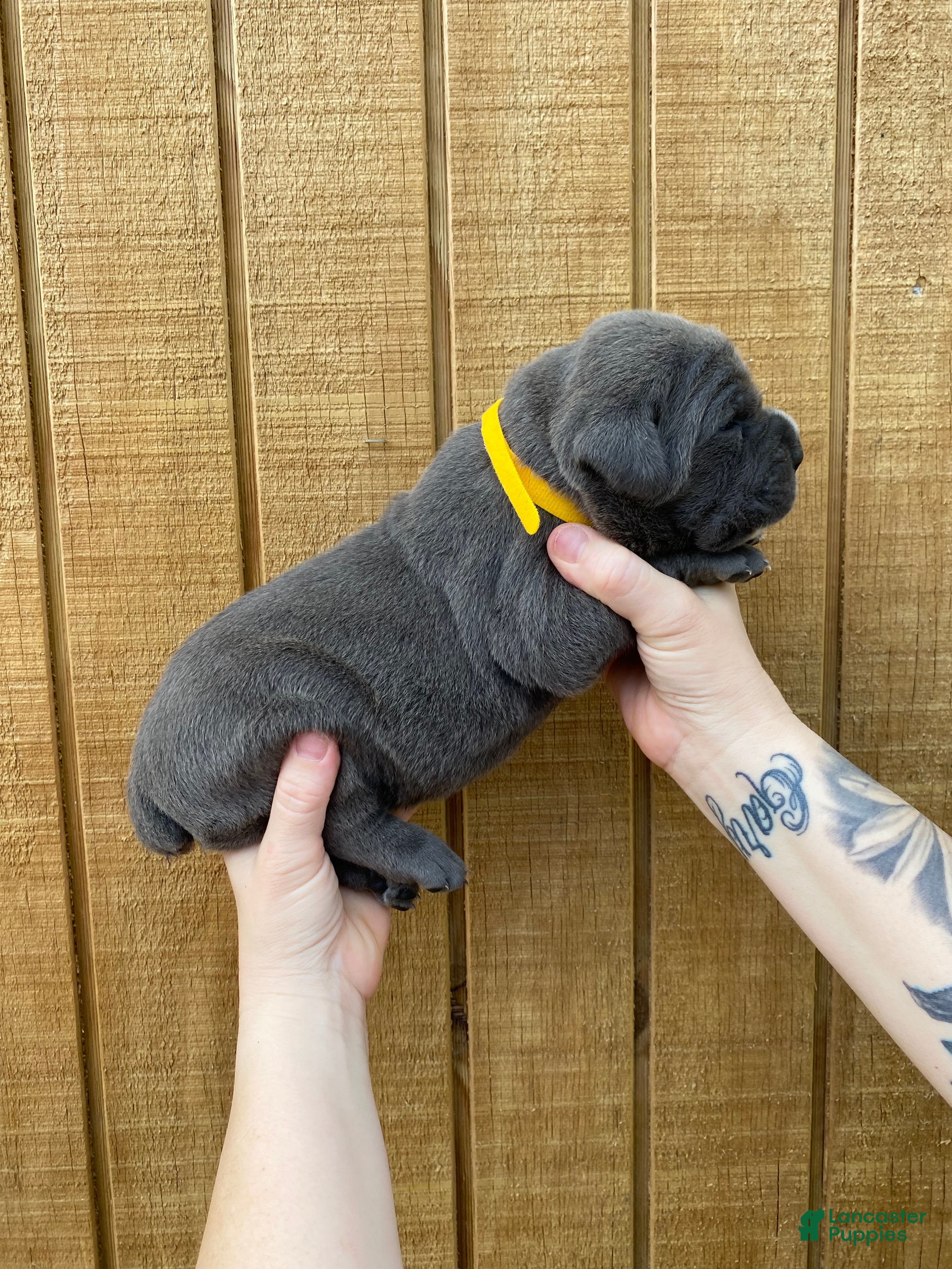 Cane Corso dogs Cane Corso Puppy 2 - Ad 2