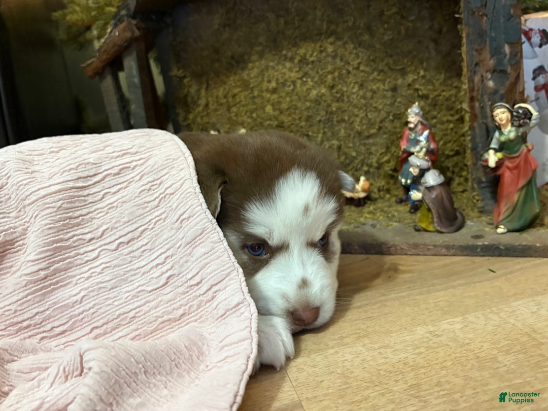 Mixed Breed dogs for sale: Sally - Ad 4