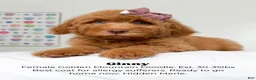 Mixed Breed dogs for sale: Ginny - Ad 8