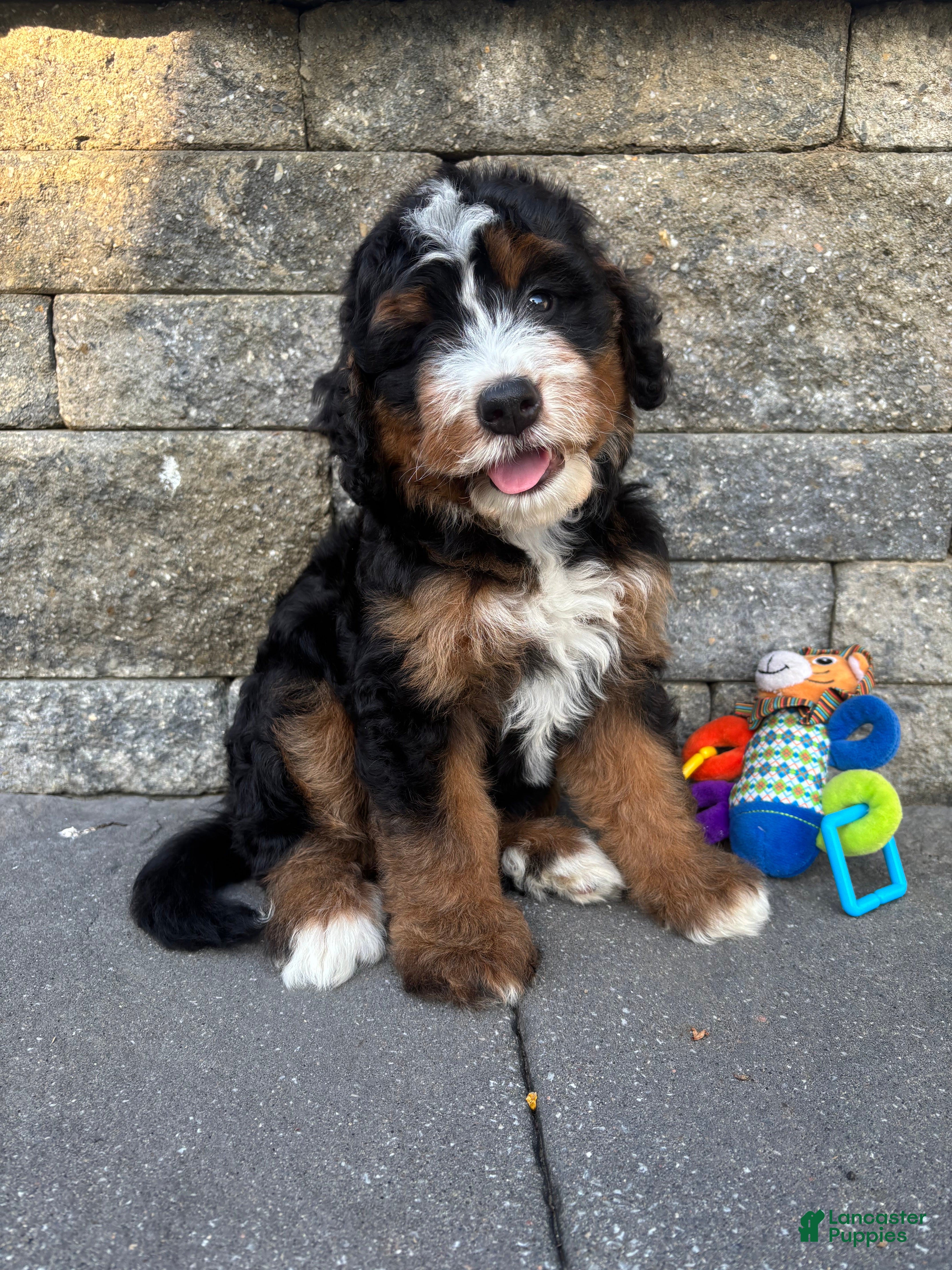 Bernedoodle dogs Sasha - Ad 1