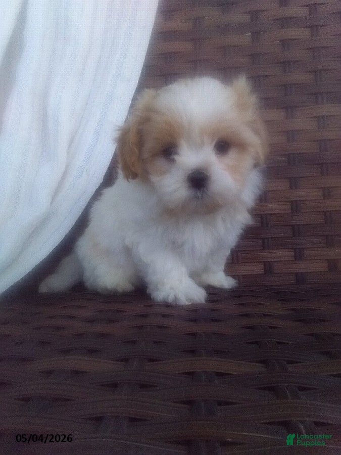 Mixed Breed dogs for sale: William - Ad 4