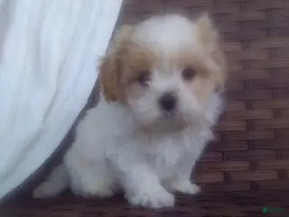 Mixed Breed dogs for sale: William - Ad 4
