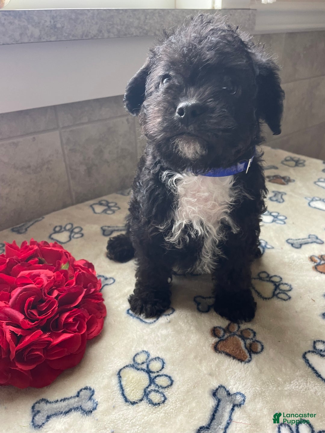 Mixed Breed dogs for sale: Gizmo - Ad 2