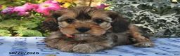 Cavachon dogs for sale: Smoky  - Ad 3