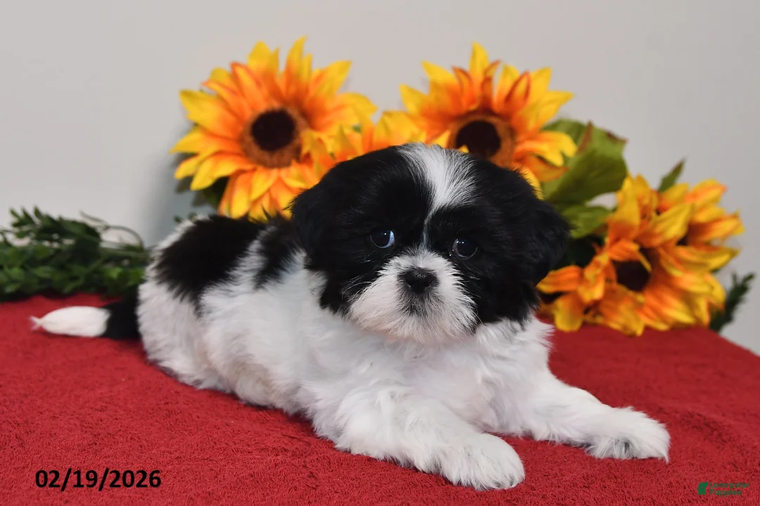 Shih Tzu dogs for sale: Sophie - Ad 2
