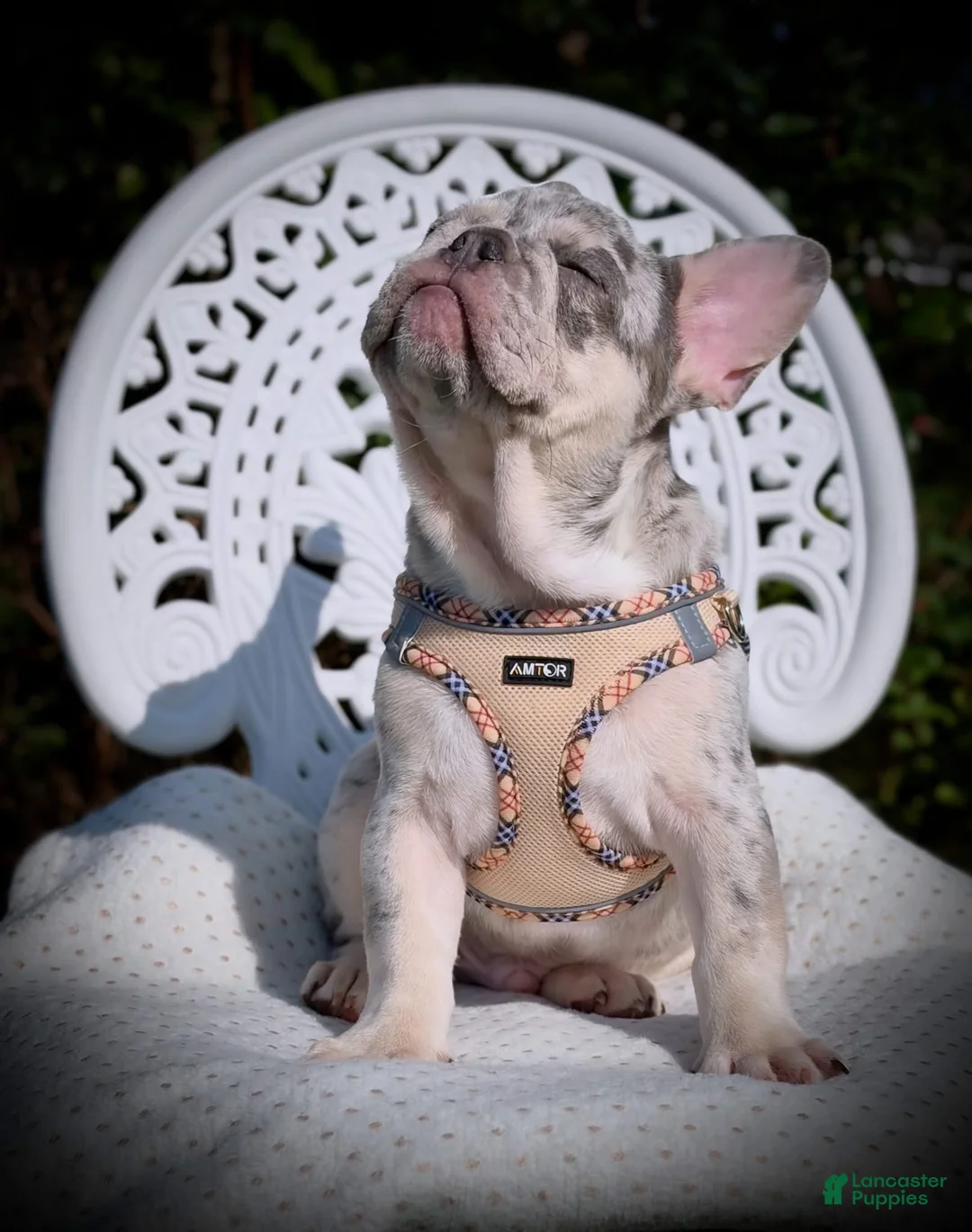 French Bulldog dogs for sale: Tito - Ad 2