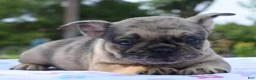Mixed Breed dogs for sale: Tanka  - Ad 4