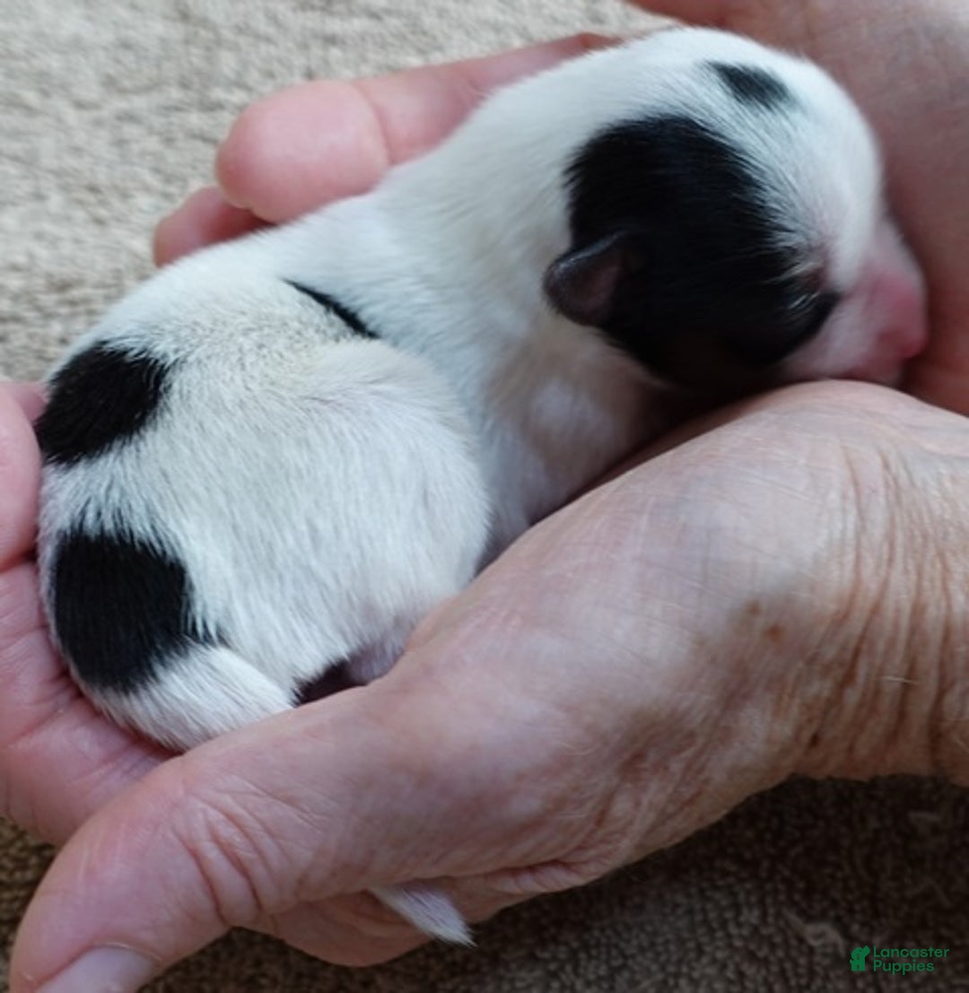 Yorkshire Terrier dogs for sale: Kiko girl - Ad 8