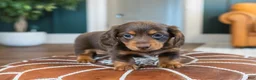 Miniature Dachshund dogs for sale: Lowrider - Ad 3