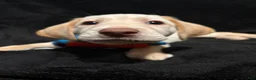 Labrador Retriever dogs for sale: Goofy (yellow)  - Ad 6