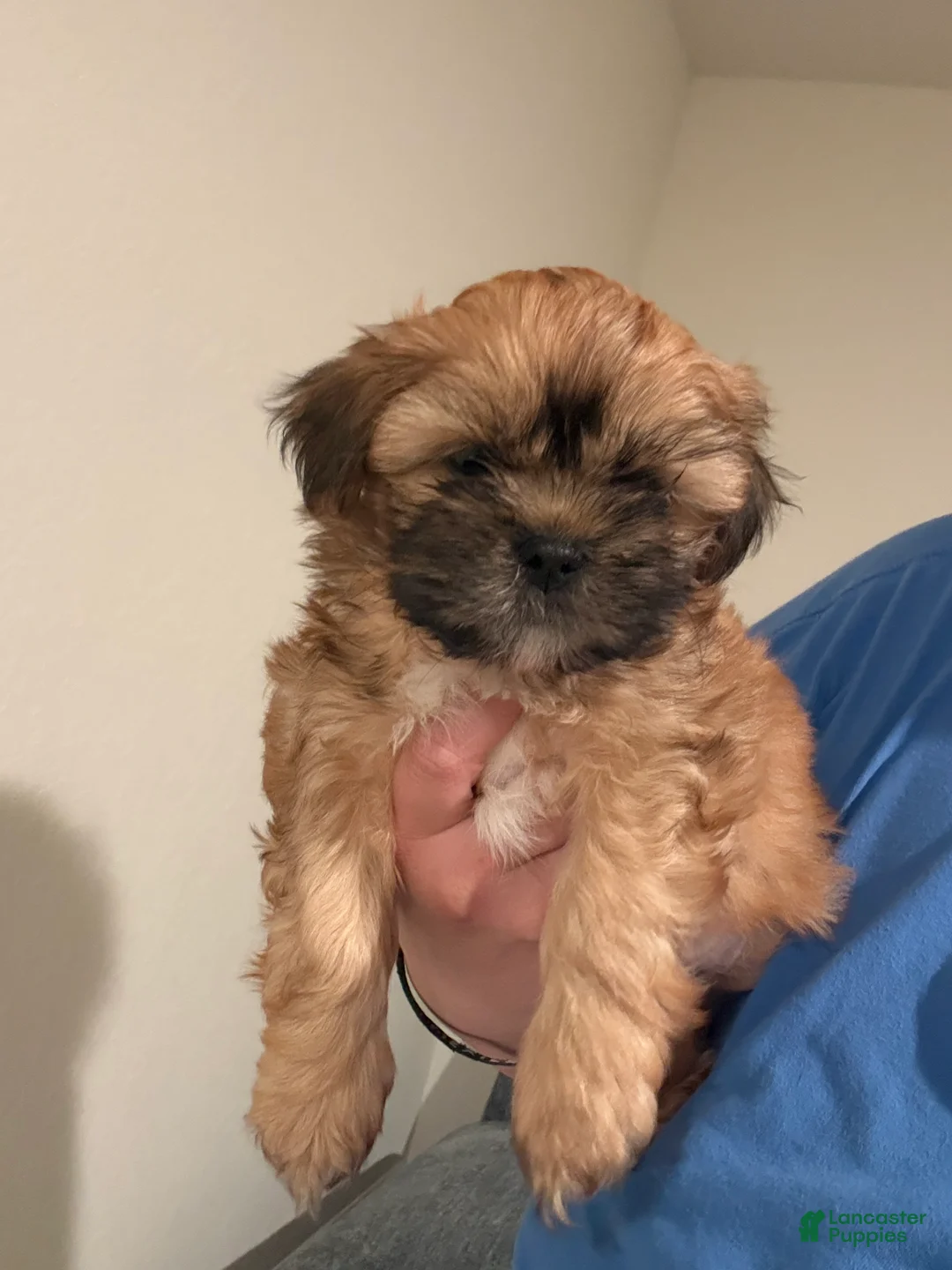 Shih Tzu dogs for sale: Shih Tzu Puppy 2 - Ad 1