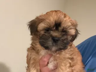 Shih Tzu dogs for sale: Shih Tzu Puppy 2 - Ad 3