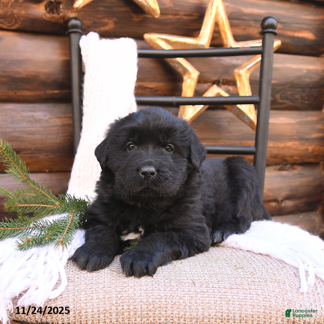 Newfoundland dogs for sale: Belle - Ad 4