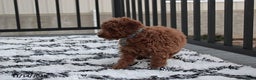 Toy Poodle dogs for sale: Patrick - Ad 6