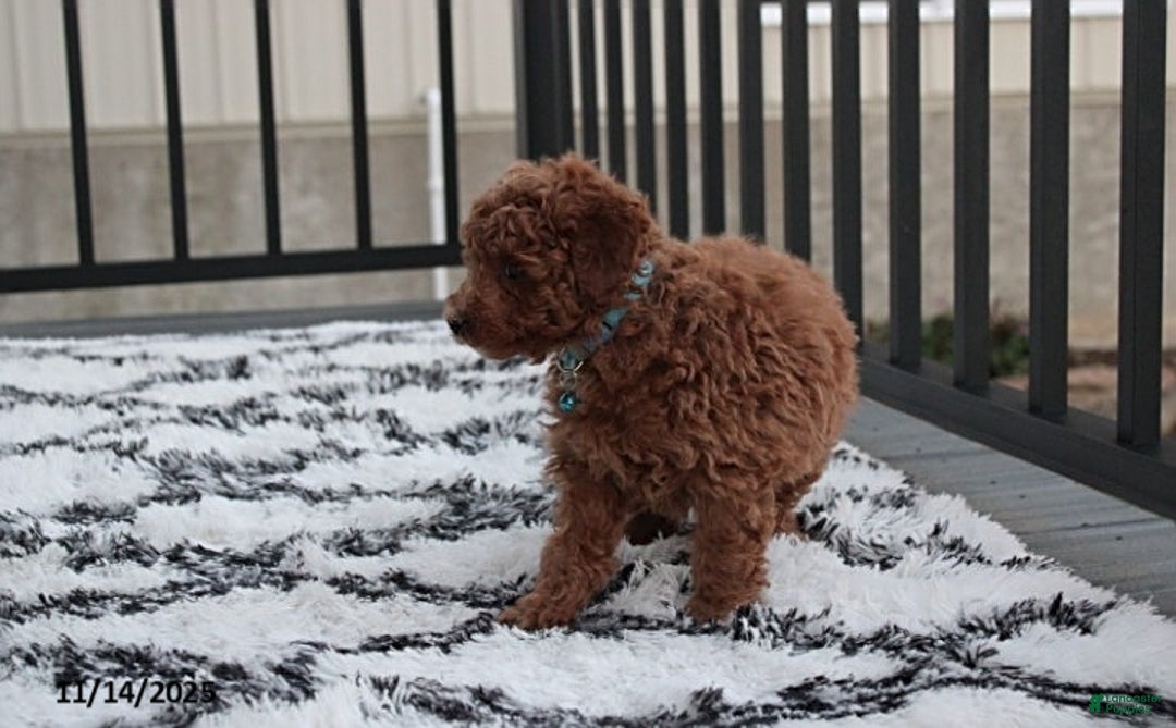 Toy Poodle dogs for sale: Patrick - Ad 6