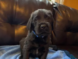 Mixed Breed dogs Dark Blue Collar - Ad 16