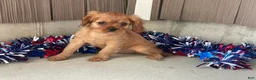 Cavalier King Charles Spaniel dogs for sale: Helen Cavalier King Charles Spaniel  - Ad 3