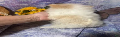 Pomeranian Puppy 2