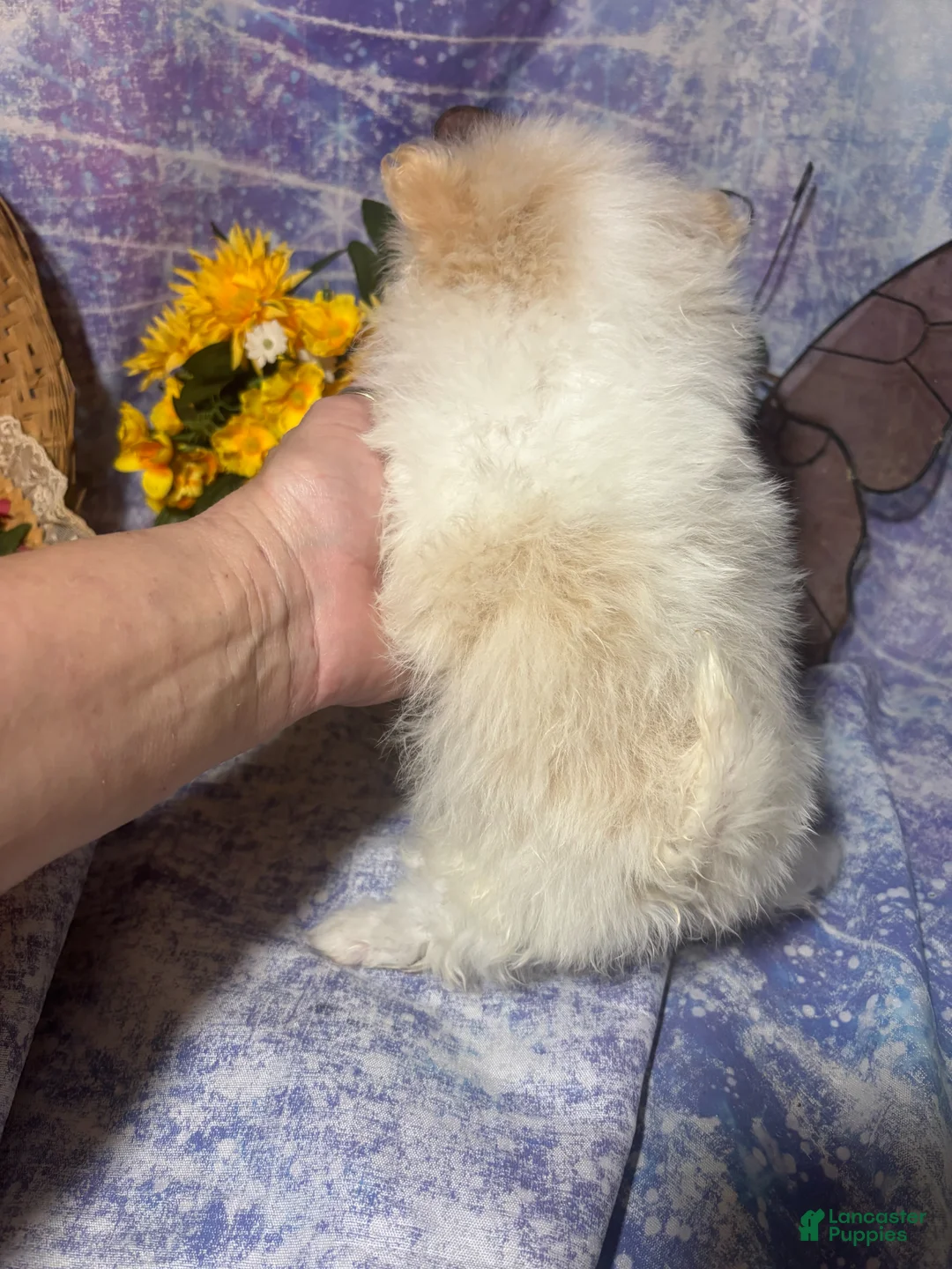 Pomeranian dogs for sale: Pomeranian Puppy 2 - Ad 1