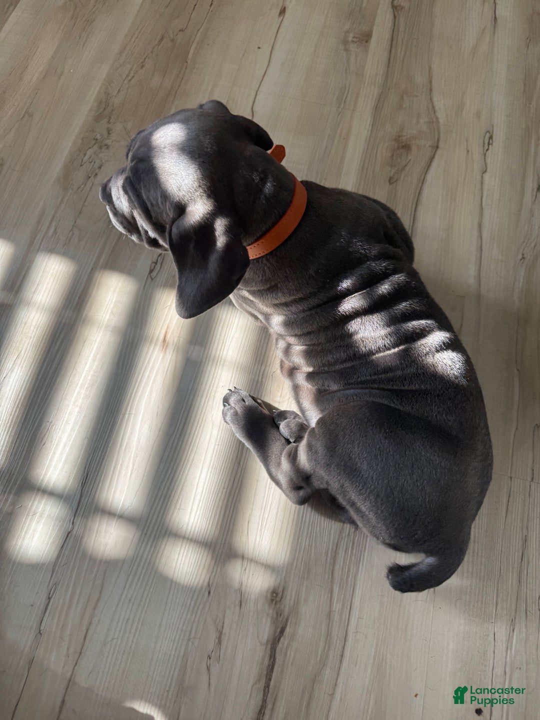 Cane Corso dogs for sale: Anre - Ad 5
