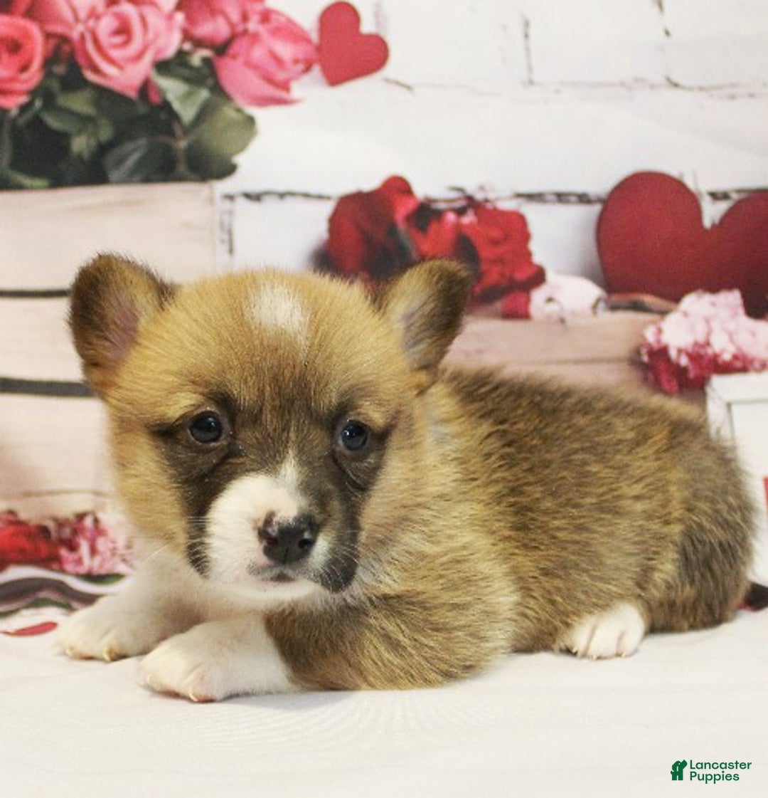 Welsh Corgi Pembroke dogs for sale: EL - Ad 1