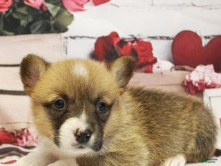 Welsh Corgi Pembroke dogs EL - Ad 20