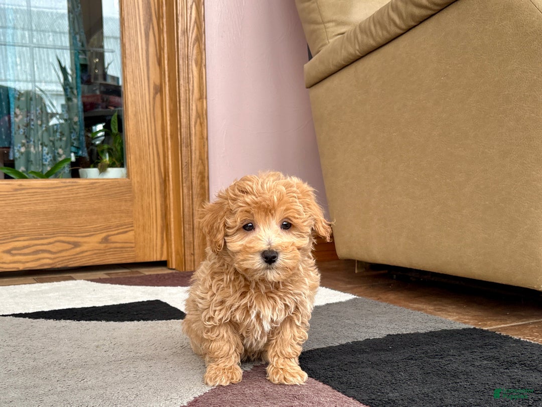 Maltipoo dogs for sale: Tigger  - Ad 9