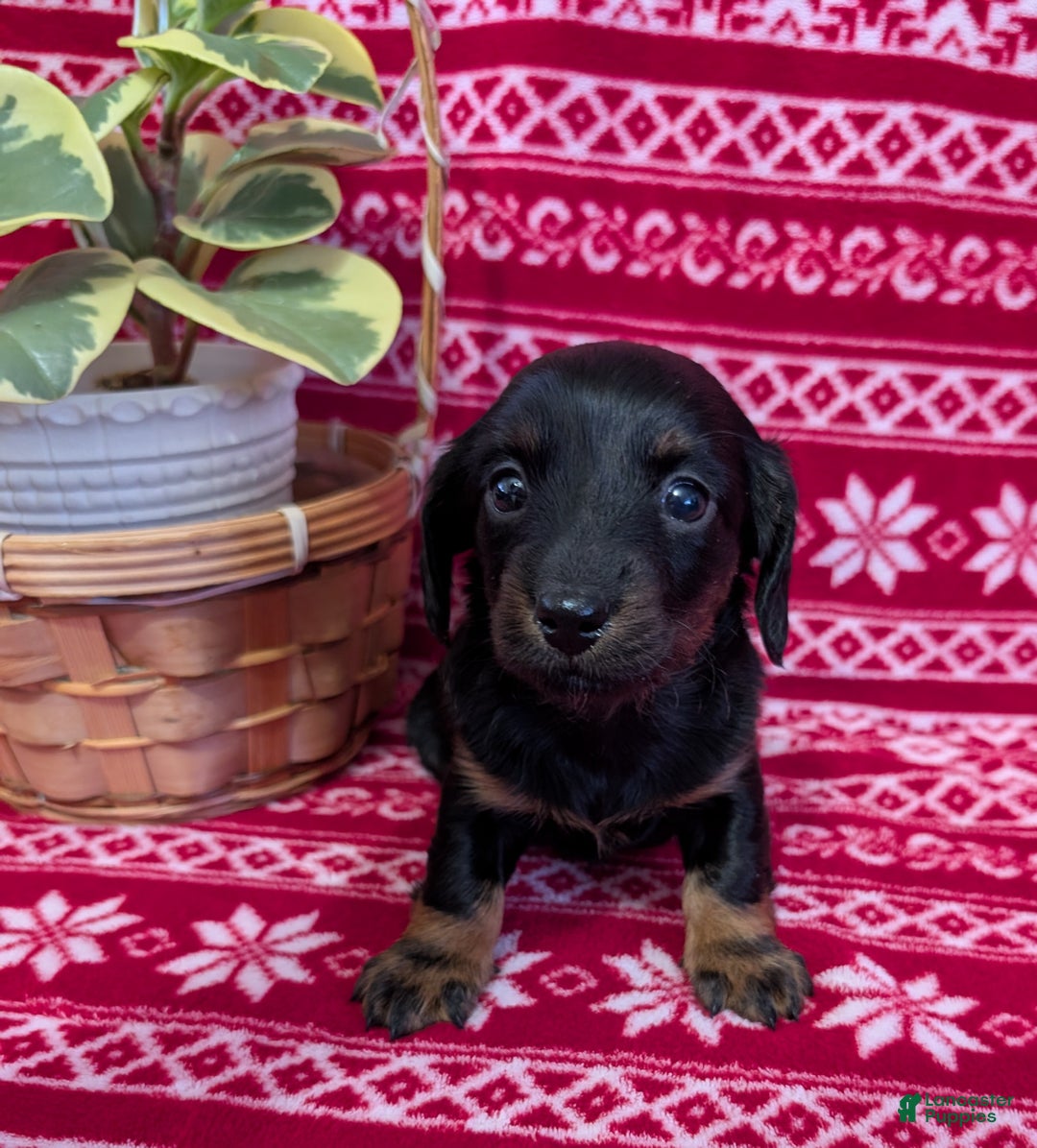 Miniature Dachshund dogs for sale: Alice  - Ad 4