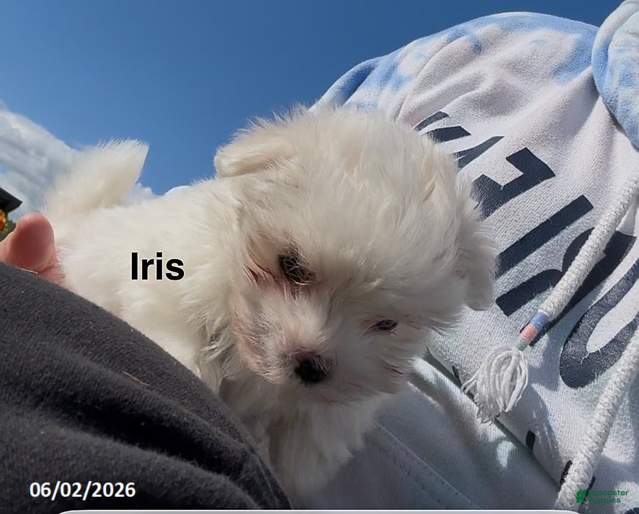 Maltese dogs for sale: Iris - Ad 2